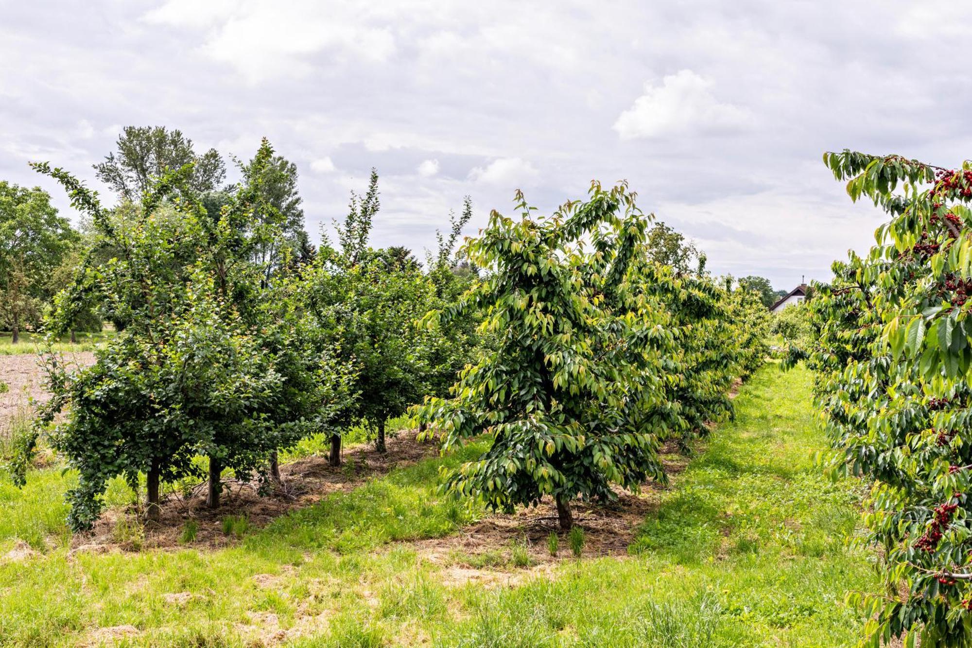 אירינגן Ferienwohnung Im Obstgarten מראה חיצוני תמונה